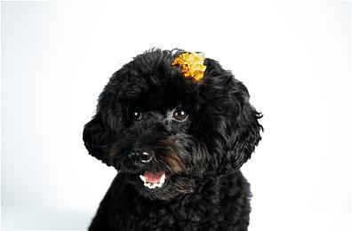 英国实体游戏销量榜 《皮克敏4》登顶